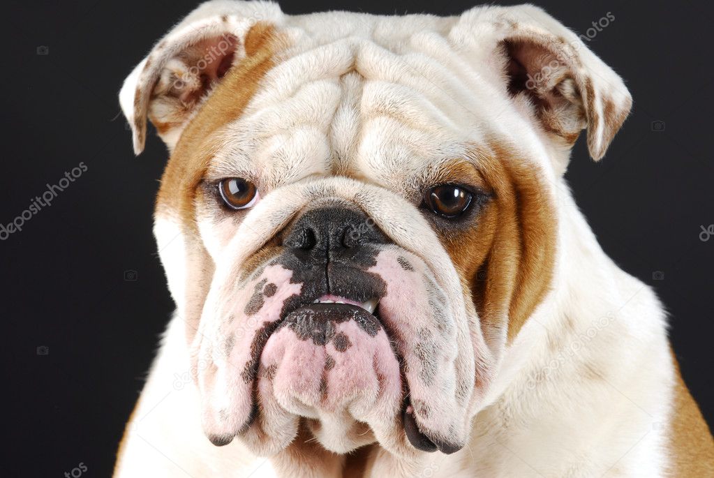 Reformed dogs